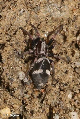 <i>Poecilochroa albomaculata</i> (Lucas, 1846) © S. Déjean