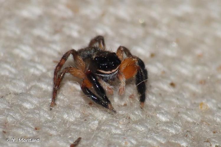 <i>Euophrys innotata</i> (Simon, 1868) © Y. Montardi