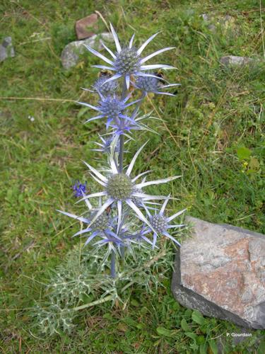 <i>Eryngium bourgatii</i> Gouan, 1773 © P. Gourdain