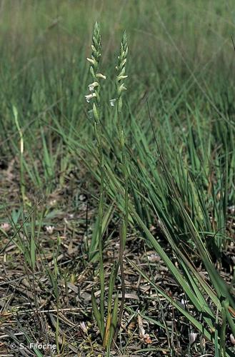 <i>Spiranthes aestivalis</i> (Poir.) Rich., 1817 © S. Filoche