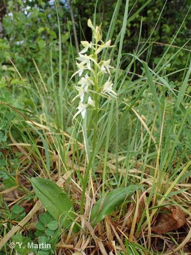 <i>Platanthera bifolia</i> (L.) Rich., 1817 © 