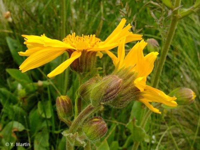 <i>Arnica montana</i> L., 1753 © 