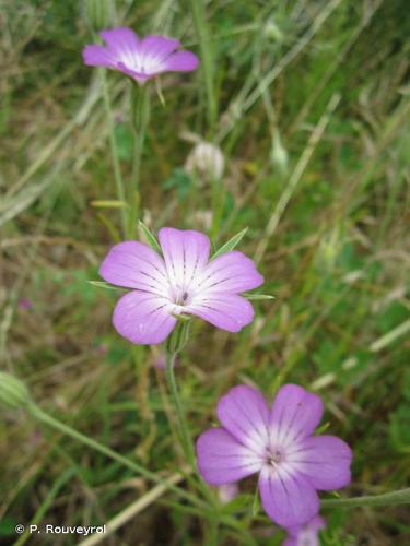 <i>Agrostemma githago</i> L., 1753 © P. Rouveyrol