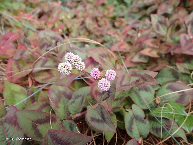 <i>Persicaria capitata</i> (Buch.-Ham. ex D.Don) H.Gross, 1913 © R. Poncet