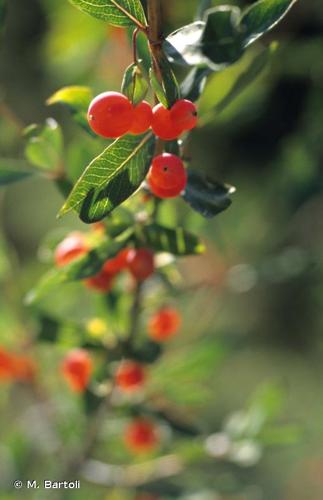 <i>Lonicera pyrenaica</i> L., 1753 © M. Bartoli