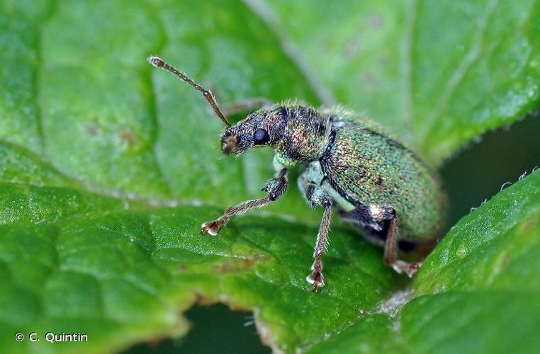 <i>Phyllobius betulinus</i> (Bechstein & Scharfenberg, 1805) © C. Quintin