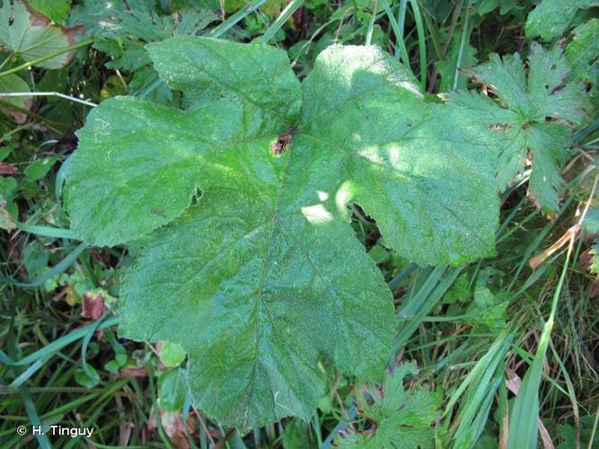 <i>Heracleum sphondylium </i>subsp.<i> elegans</i> (Crantz) Schübl. & G.Martens, 1834 © H. Tinguy