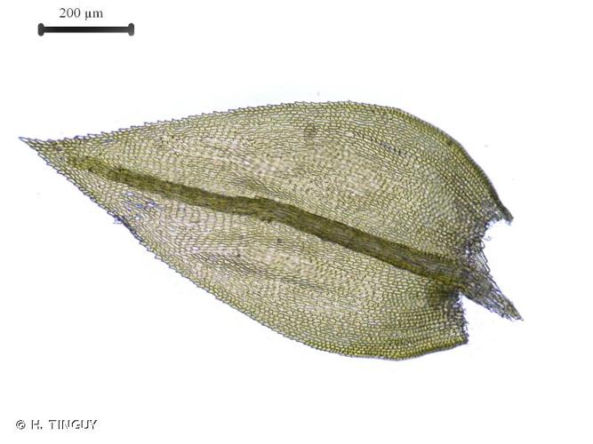 <i>Scorpiurium circinatum</i> (Brid.) M.Fleisch. & Loeske, 1907 © H. TINGUY