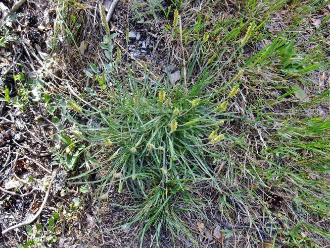 <i>Plantago maritima </i>subsp.<i> serpentina</i> (All.) Arcang., 1882 © 