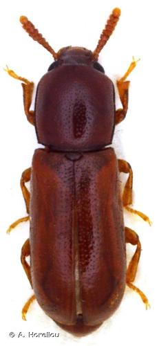 <i>Corticeus vanmeeri</i> F. Soldati & L. Soldati, 2014 © A. Horellou