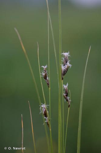 <i>Carex divisa</i> Huds., 1762 © O. Nawrot