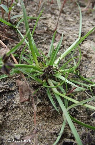 <i>Cyperus fuscus</i> L., 1753 © O. Roquinarc'h