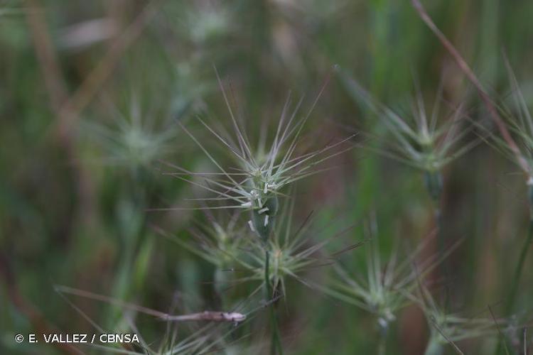 <i>Aegilops geniculata</i> Roth, 1797 © E. VALLEZ / CBNSA