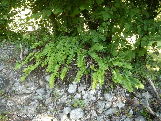 <i>Polypodium interjectum</i> Shivas, 1961 © J.-C. de Massary