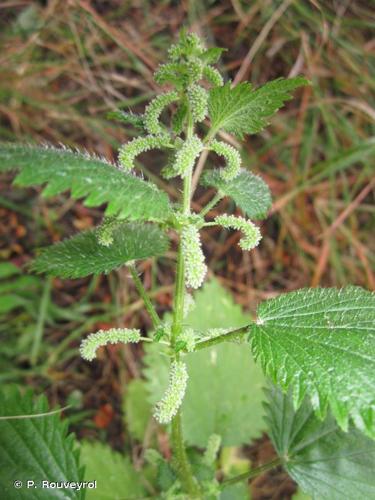 <i>Urtica membranacea</i> Poir., 1798 © P. Rouveyrol