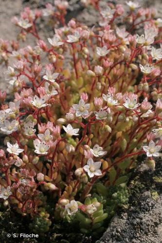 <i>Sedum hirsutum </i>All., 1785 subsp.<i> hirsutum</i> © S. Filoche