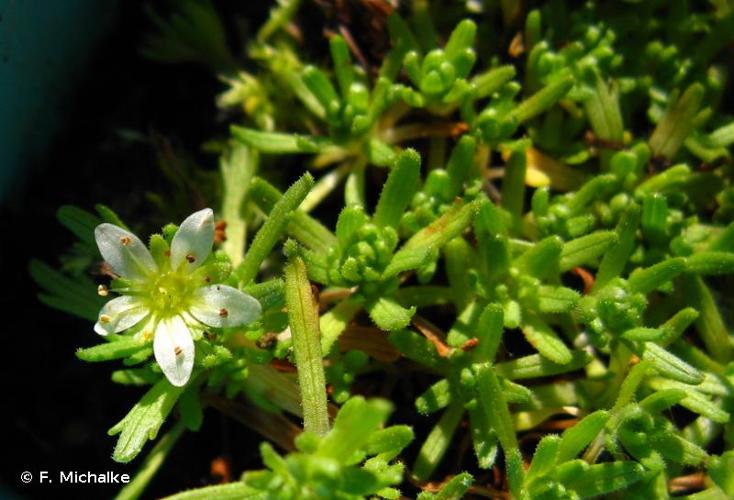 <i>Saxifraga moschata</i> Wulfen, 1781 © F. Michalke