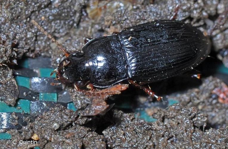 <i>Harpalus atratus</i> Latreille, 1804 © C. Quintin