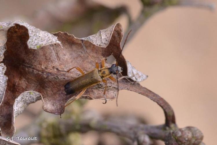 <i>Grammoptera ustulata</i> (Schaller, 1783) © J. Touroult