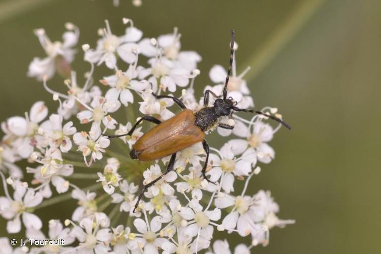 <i>Stictoleptura hybrida</i> (Rey, 1885) © J. Touroult