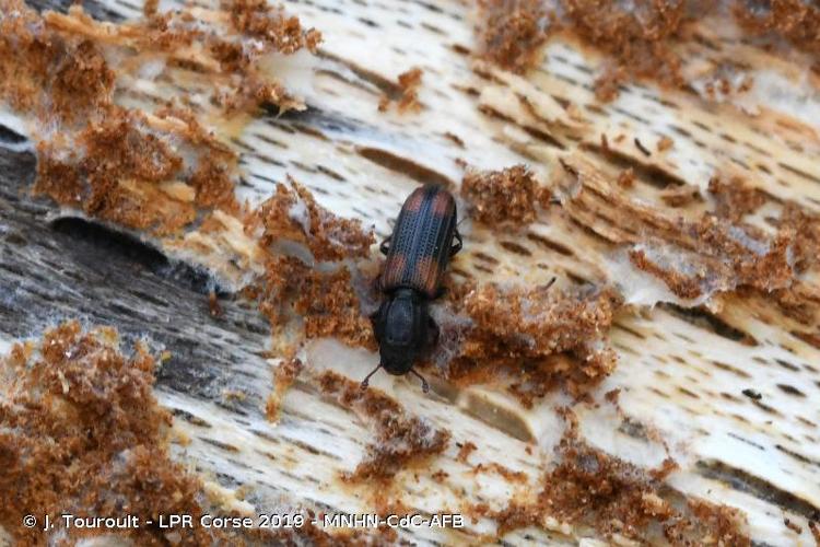 <i>Bitoma crenata</i> (Fabricius, 1775) © J. Touroult - LPR Corse 2019 - MNHN-CdC-AFB