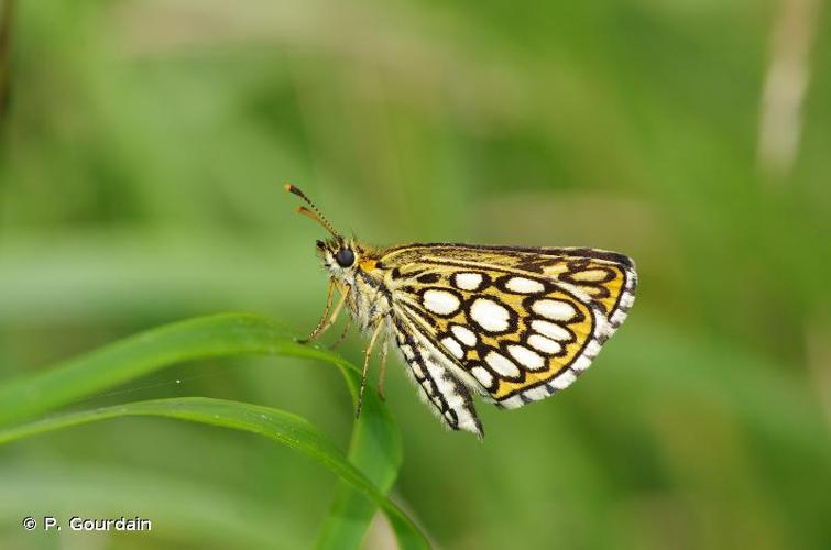 <i>Heteropterus morpheus</i> (Pallas, 1771) © P. Gourdain