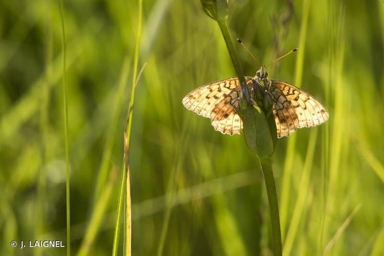 <i>Fabriciana niobe</i> (Linnaeus, 1758) © J. LAIGNEL