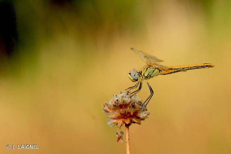 <i>Sympetrum fonscolombii</i> (Selys, 1840) © J. LAIGNEL