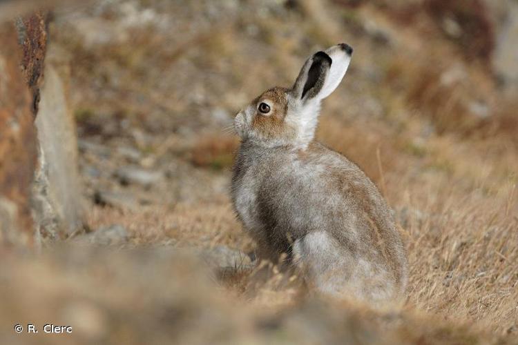 <i>Lepus timidus</i> Linnaeus, 1758 © R. Clerc