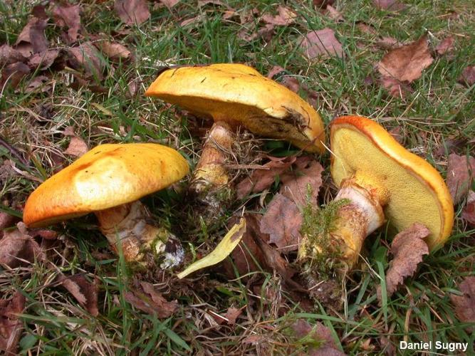 <i>Suillus grevillei</i> (Klotzsch) Singer, 1945 © D. Sugny