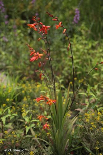 <i>Crocosmia </i>x<i> crocosmiiflora</i> (Lemoine) N.E.Br., 1932 © O. Nawrot