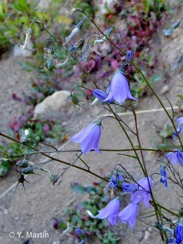 <i>Campanula rotundifolia </i>L., 1753 subsp.<i> rotundifolia</i> © 