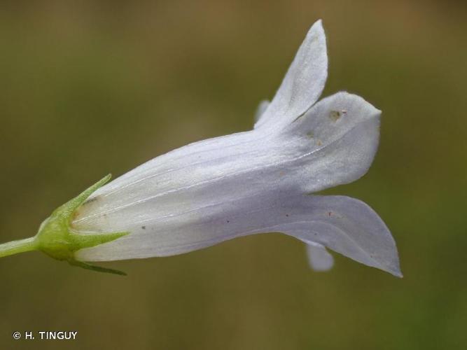 <i>Wahlenbergia hederacea</i> (L.) Rchb., 1827 © H. TINGUY