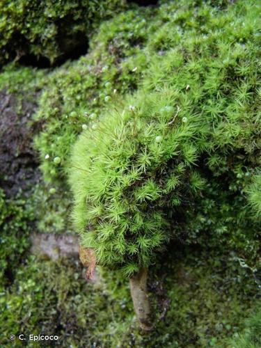 <i>Bartramia pomiformis</i> Hedw., 1801 © C. Epicoco