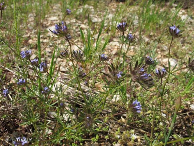 <i>Asperula arvensis</i> L., 1753 © H. TINGUY