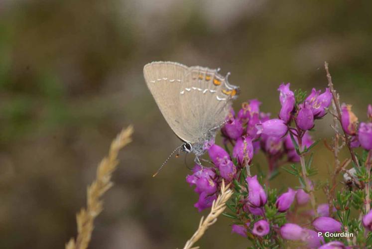 <i>Satyrium ilicis</i> (Esper, 1779) © P. Gourdain