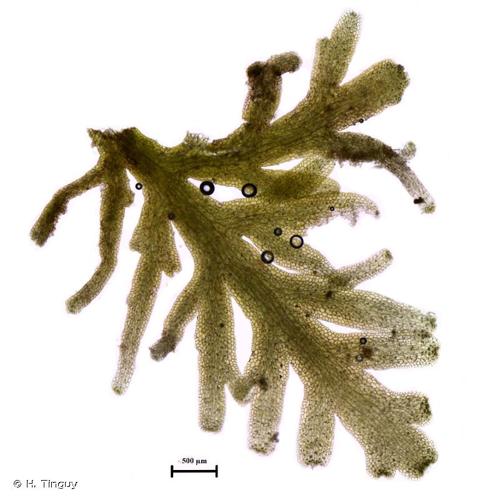 <i>Riccardia multifida</i> (L.) Gray, 1821 © H. Tinguy