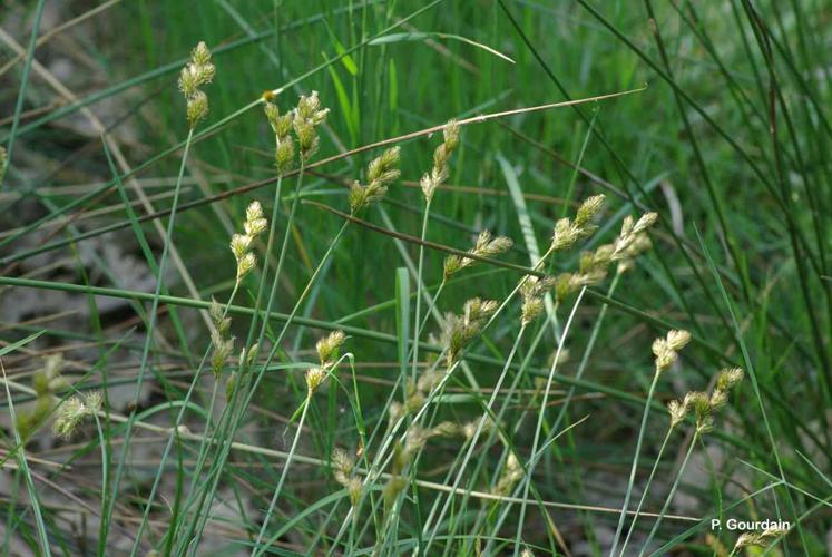 <i>Carex leporina</i> L., 1753 © P. Gourdain