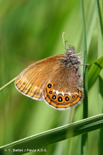 <i>Coenonympha hero</i> (Linnaeus, 1760) © Y. Baillet / Flavia A.D.E.