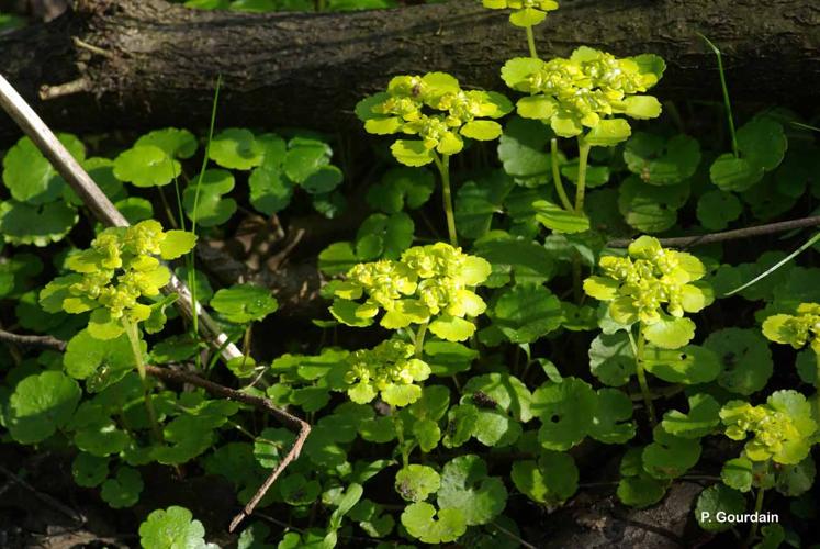 <i>Chrysosplenium alternifolium</i> L., 1753 © P. Gourdain