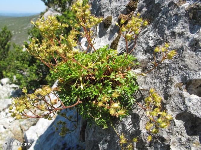 <i>Saxifraga fragilis </i>Schrank, 1822 subsp.<i> fragilis</i> © H. Tinguy