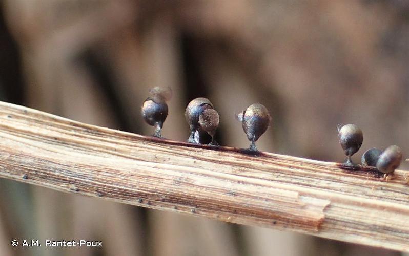 <i>Lamproderma ovoideoechinulatum</i> Mar.Mey. & Poulain, 2005 © A.M. Rantet-Poux