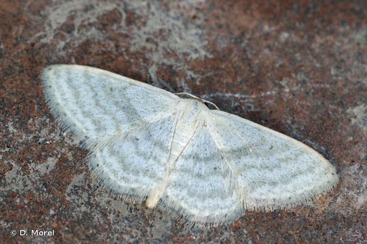 <i>Idaea subsericeata</i> (Haworth, 1809) © D. Morel