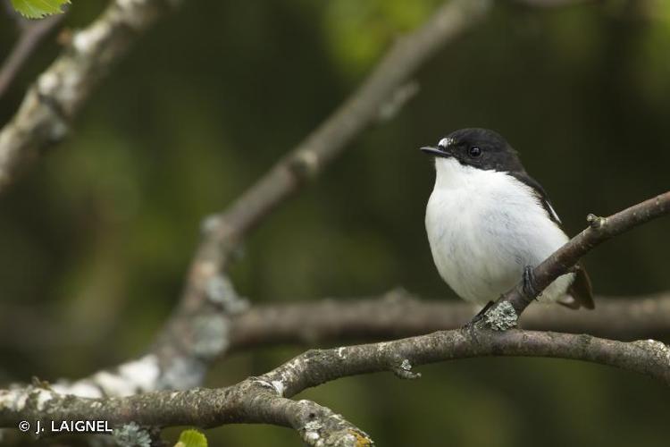 <i>Ficedula hypoleuca</i> (Pallas, 1764) © J. LAIGNEL