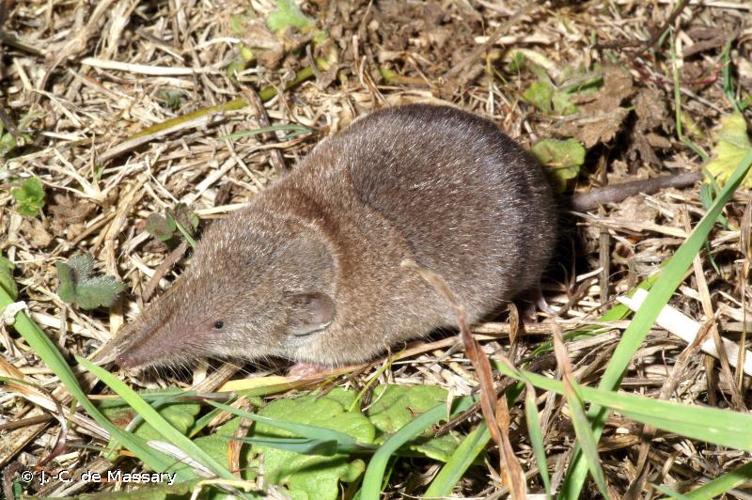 <i>Crocidura russula</i> (Hermann, 1780) © J.-C. de Massary