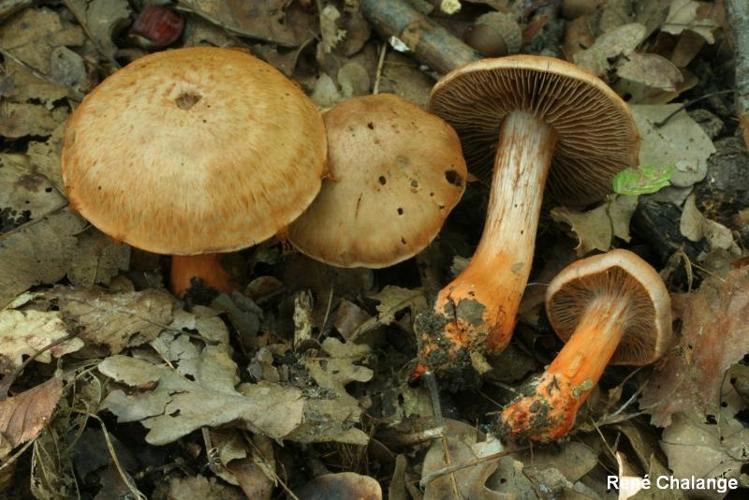 <i>Cortinarius bulliardii</i> (Pers. : Fr.) Fr. © R. Chalange