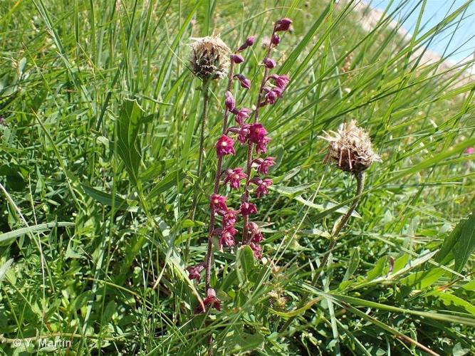 <i>Epipactis atrorubens</i> (Hoffm.) Besser, 1809 © 