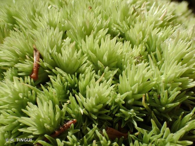 <i>Leucobryum glaucum</i> (Hedw.) Ångstr., 1845 © H. TINGUY