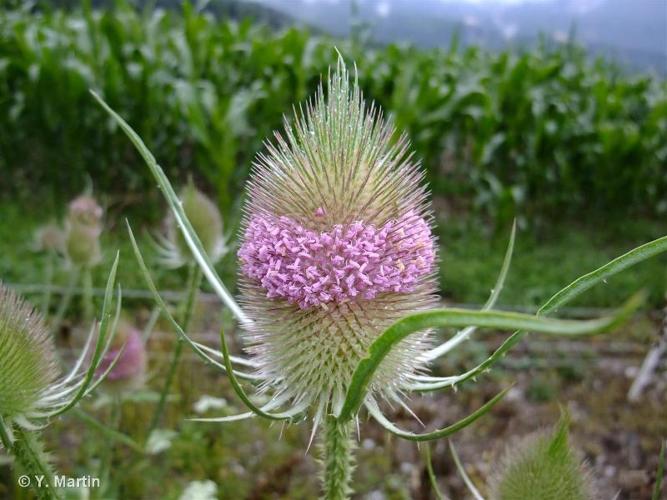 <i>Dipsacus fullonum</i> L., 1753 © 