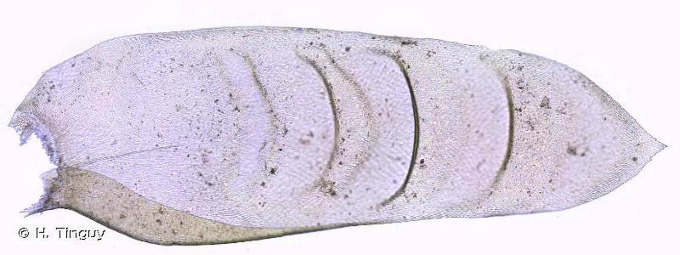 <i>Exsertotheca crispa</i> (Hedw.) S.Olsson, Enroth & D.Quandt, 2011 © H. Tinguy